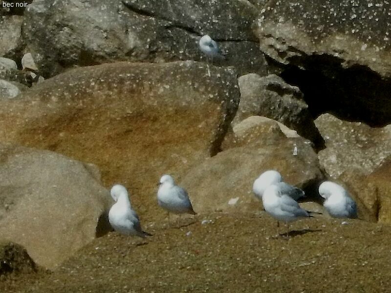 Black-billed Gull