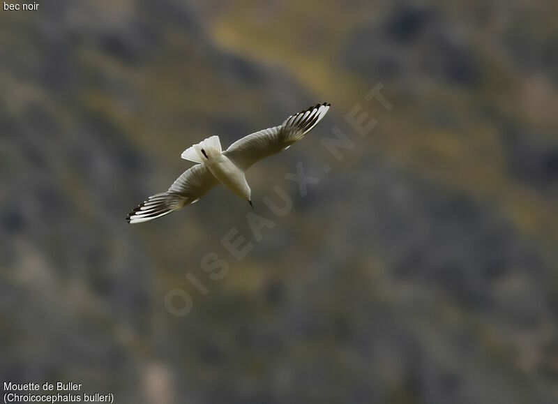 Black-billed Gull