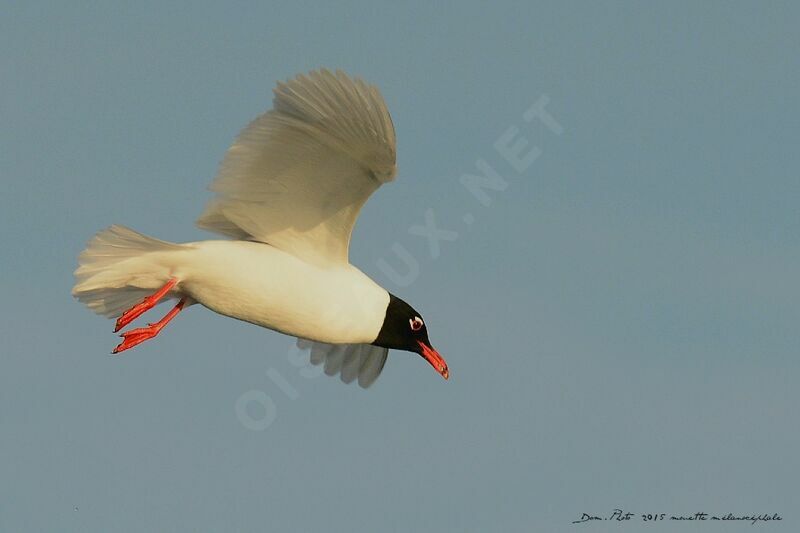 Mouette mélanocéphale