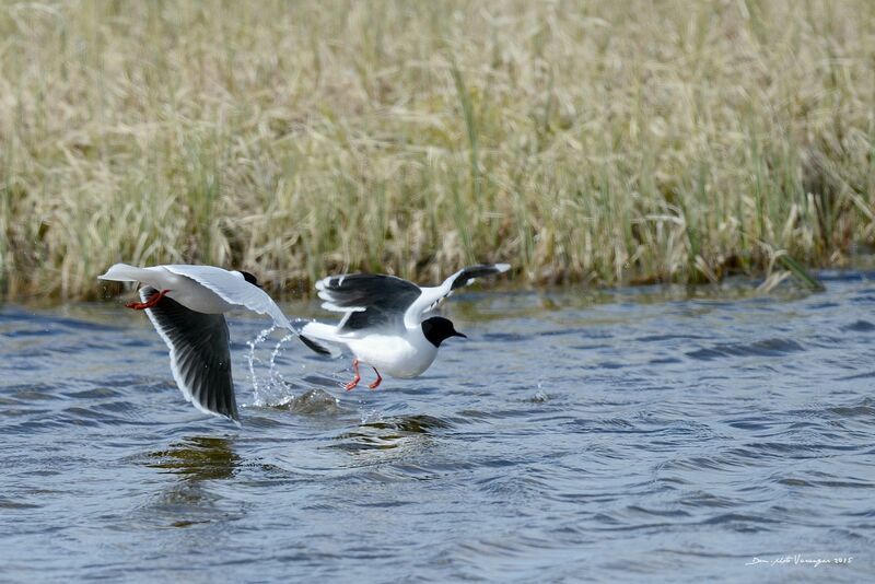 Little Gull