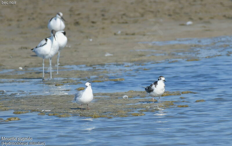 Mouette pygmée