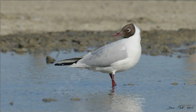 Black-headed Gulladult breeding