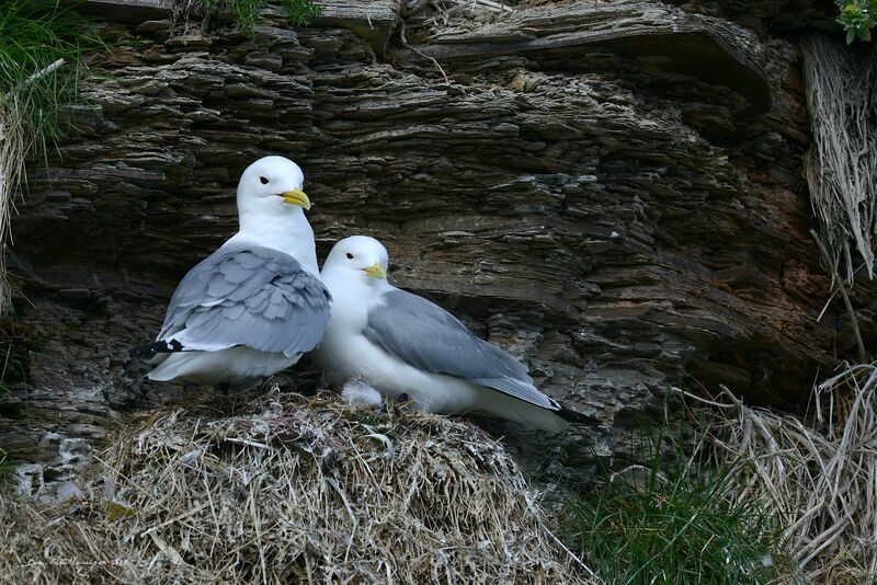 Black-legged Kittiwake