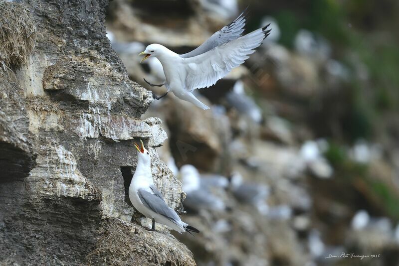 Mouette tridactyle