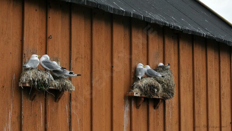 Mouette tridactyle