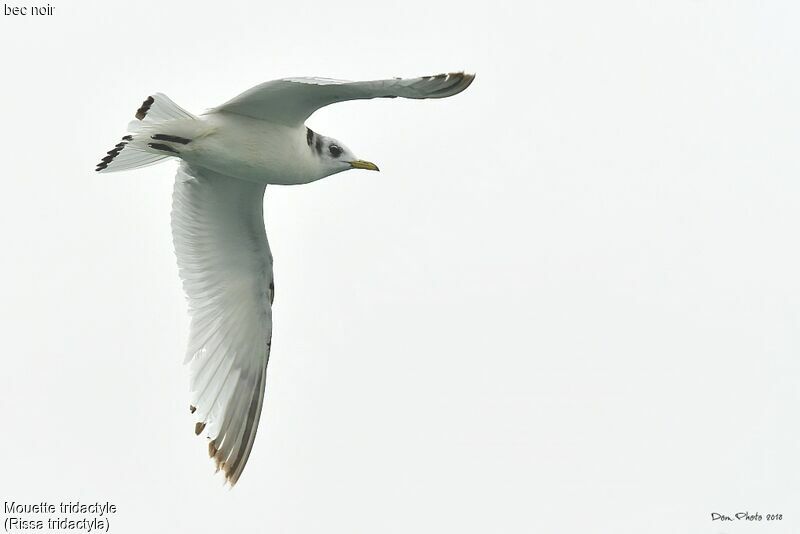 Mouette tridactyle