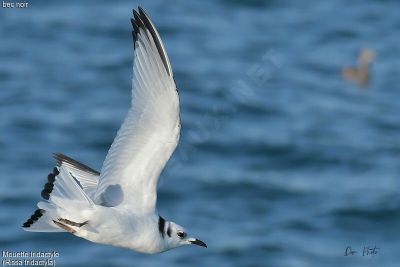 Mouette tridactyle1ère année