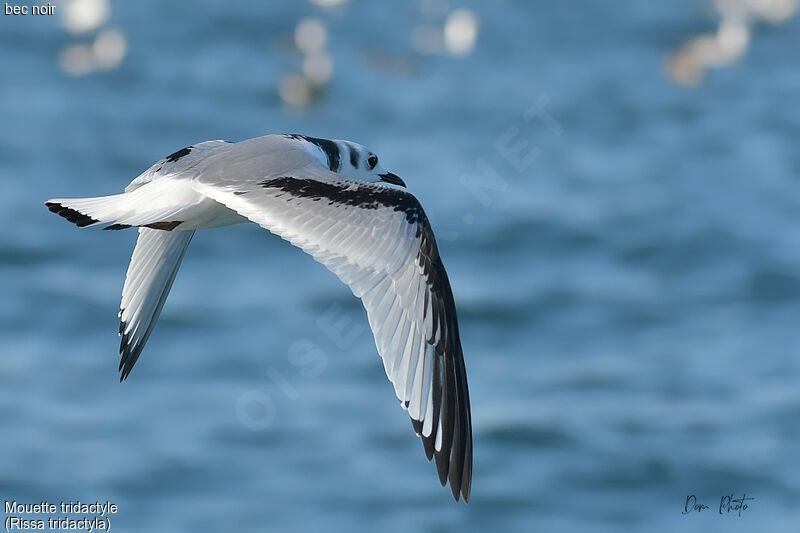 Mouette tridactyle