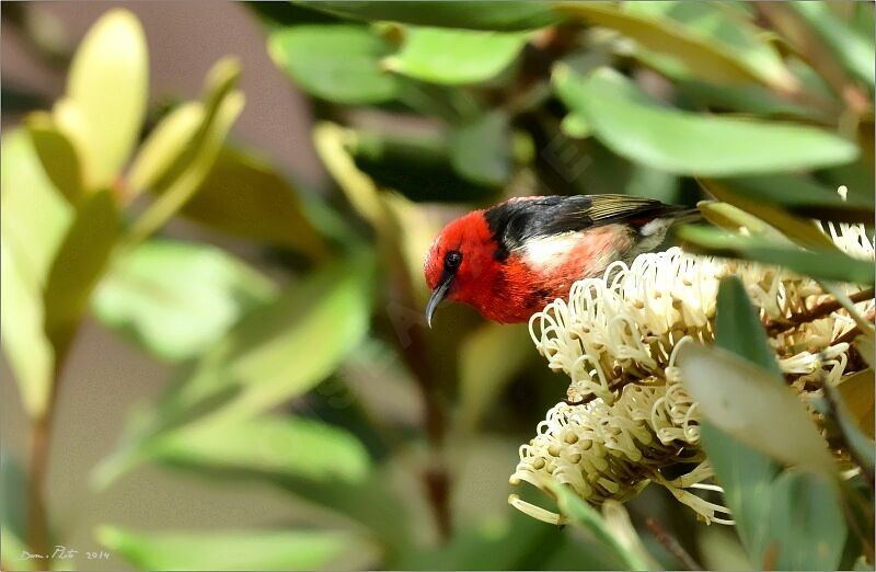 New Caledonian Myzomela, identification