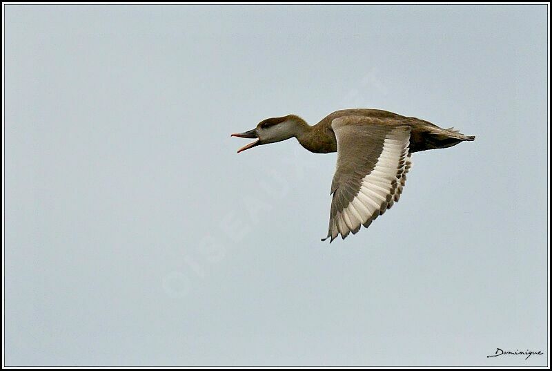 Red-crested Pochard female