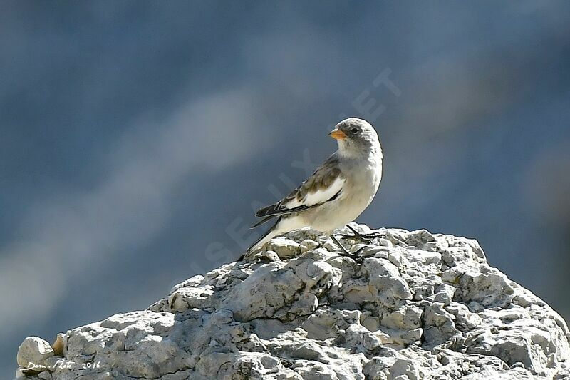 White-winged Snowfinch