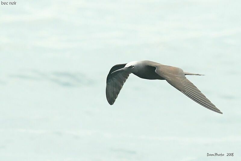 Brown Noddy