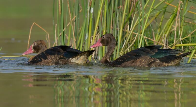 Spur-winged Goose