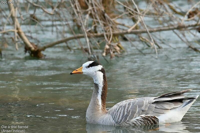 Bar-headed Goose