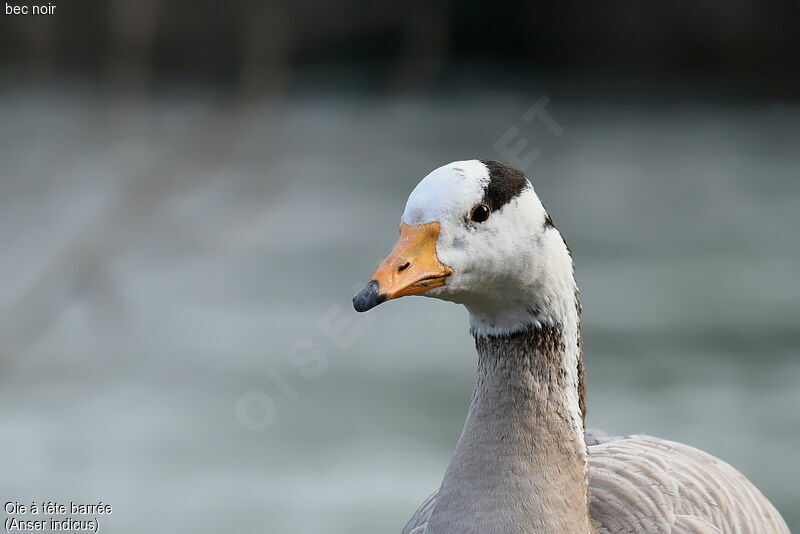 Bar-headed Goose