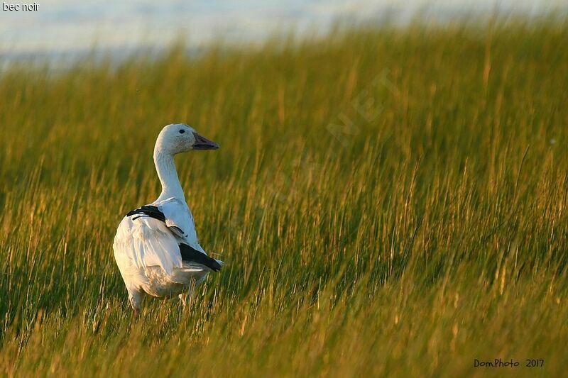 Snow Goose