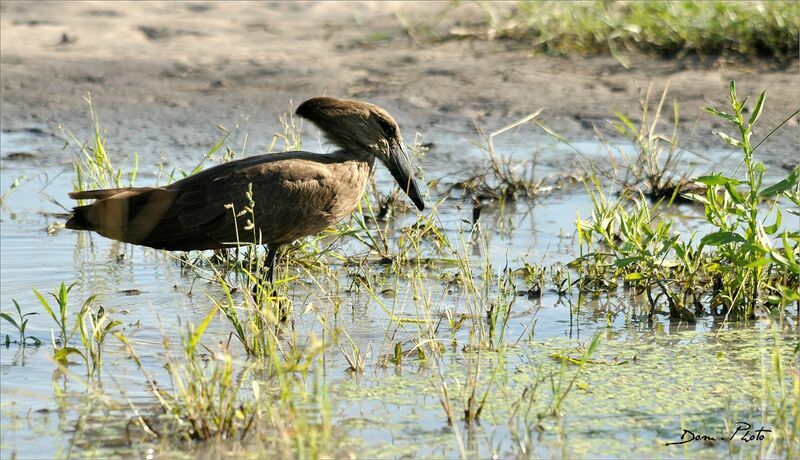 Hamerkop