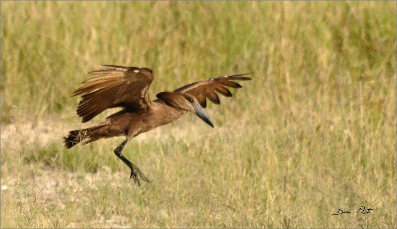 Hamerkop