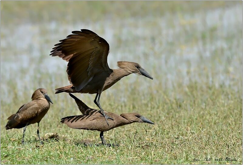 Hamerkop