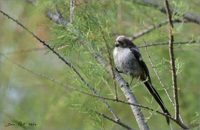 Long-tailed Tit