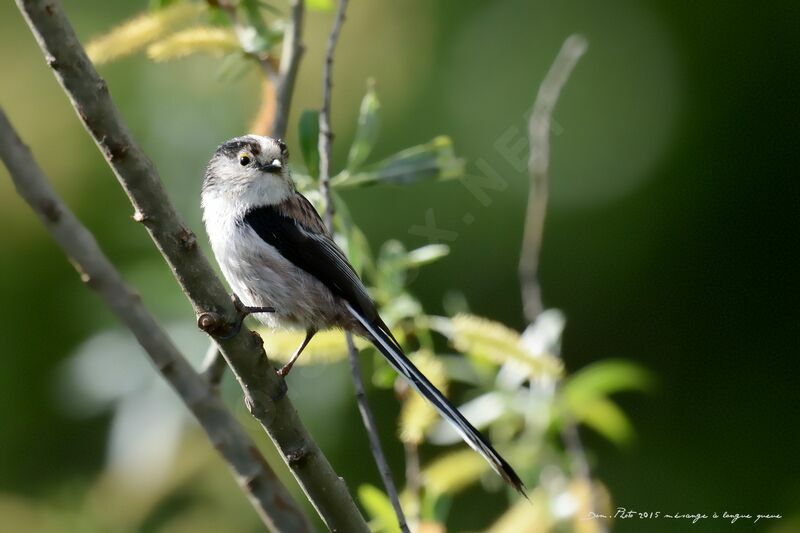 Long-tailed Tit