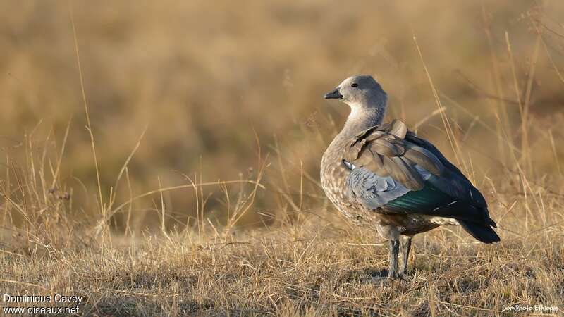 Blue-winged Gooseadult, identification