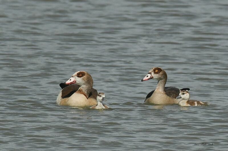 Egyptian Goose