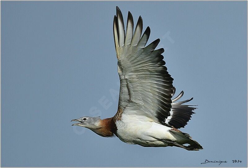 Great Bustard