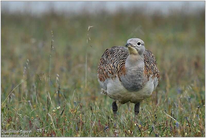 Great Bustard female adult, close-up portrait