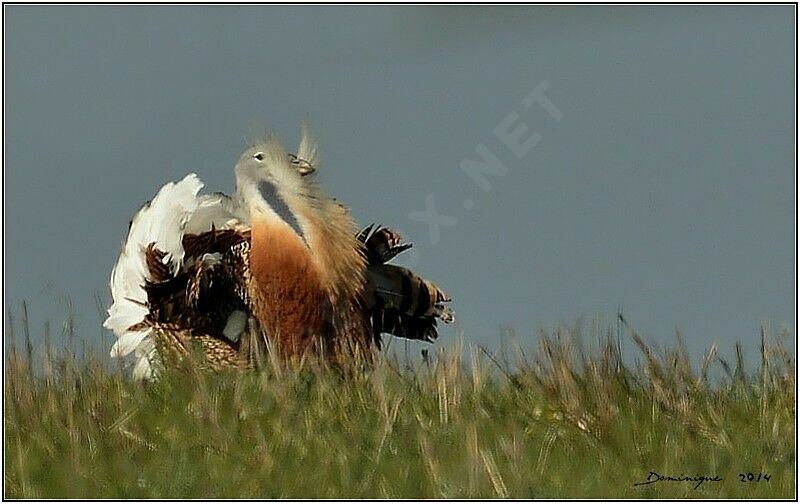 Great Bustard