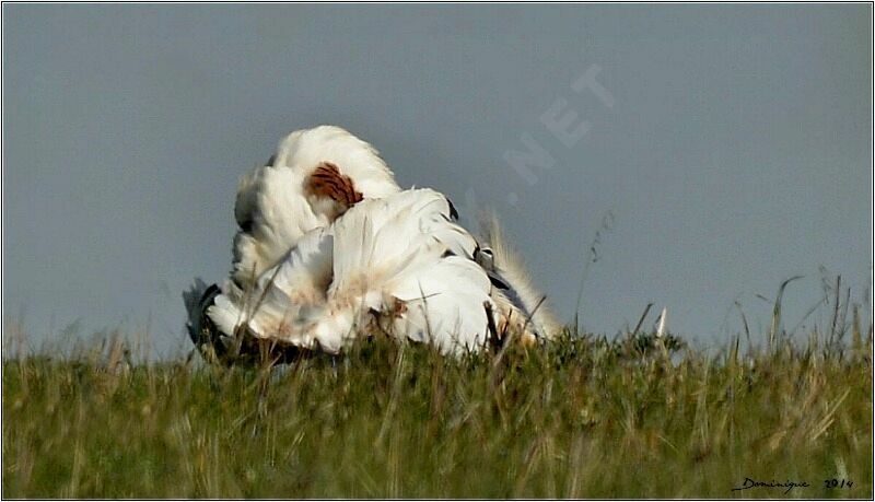 Great Bustard