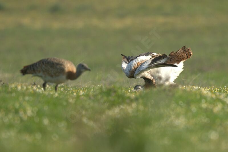 Great Bustard