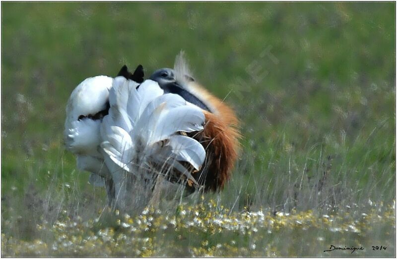 Great Bustard