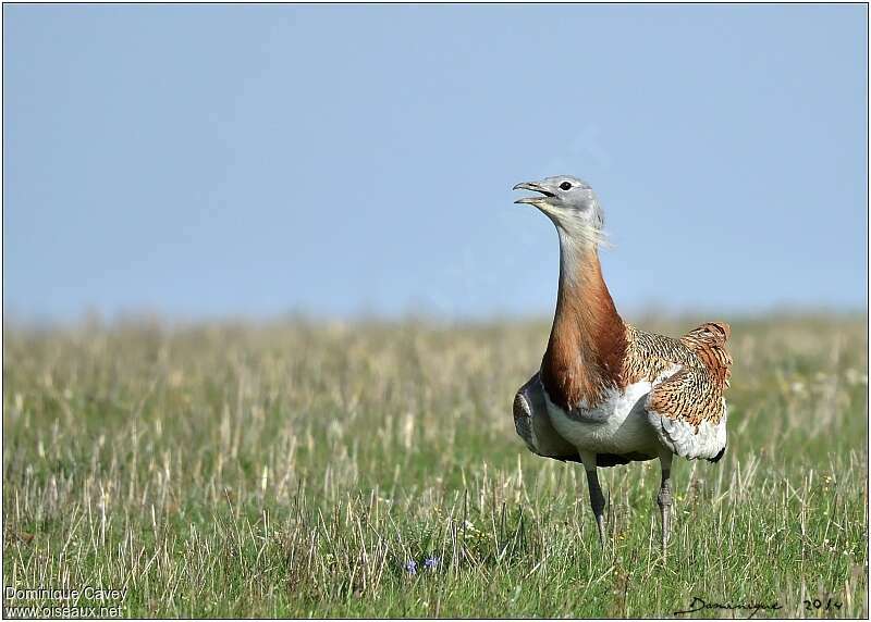 Great Bustard male adult breeding, close-up portrait