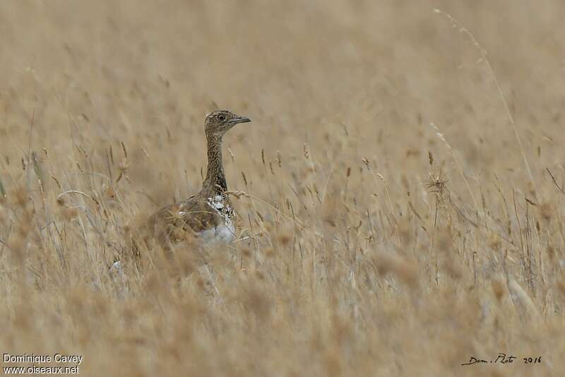 Little Bustard male immature, habitat