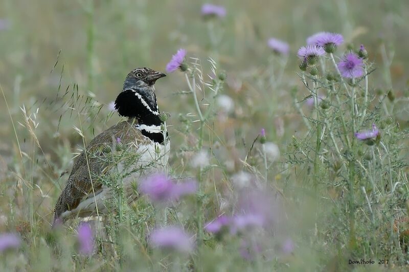 Little Bustard