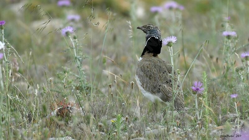 Little Bustard