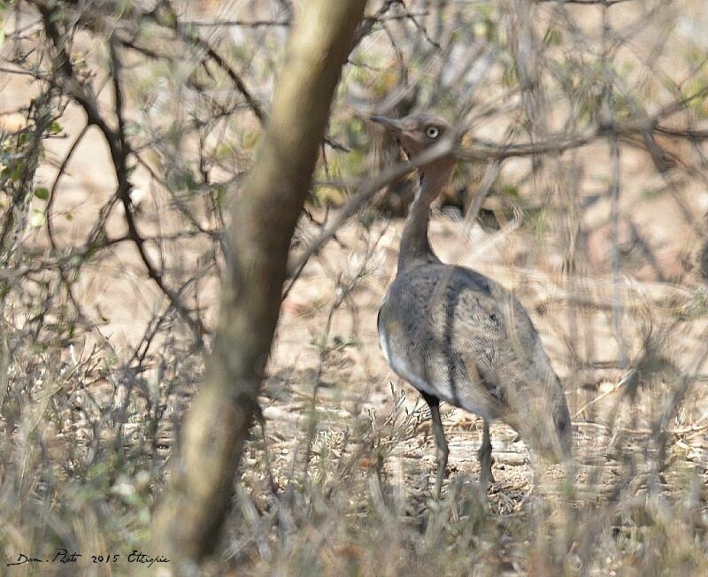 Buff-crested Bustard