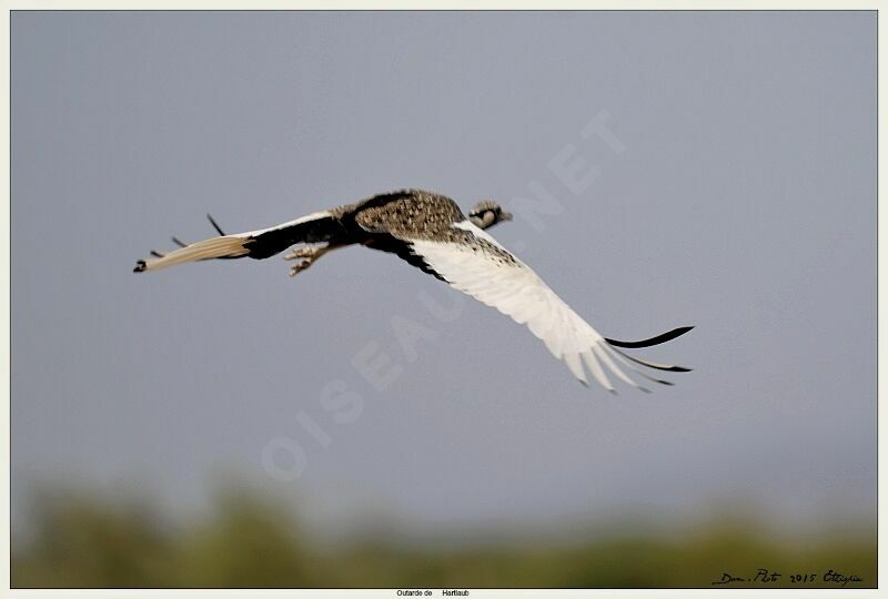 Hartlaub's Bustard