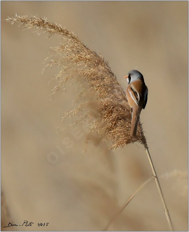 Bearded Reedling