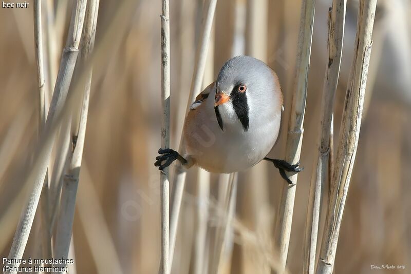 Bearded Reedling