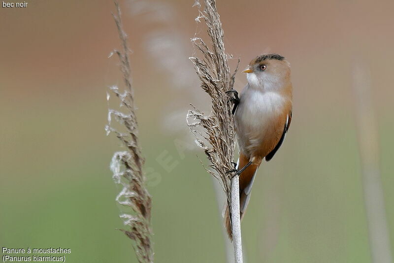 Bearded Reedling