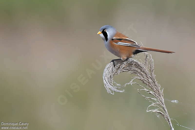 Bearded Reedling male adult breeding, identification