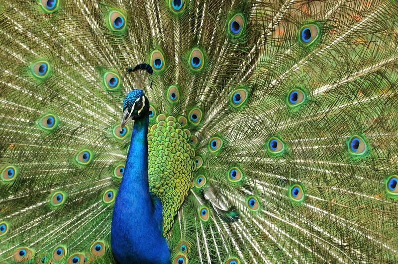 Indian Peafowl