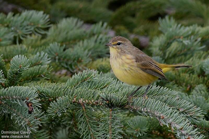 Palm Warbler female adult, identification