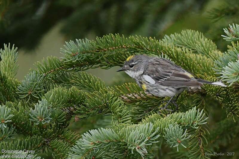 Myrtle Warbler male adult transition, identification