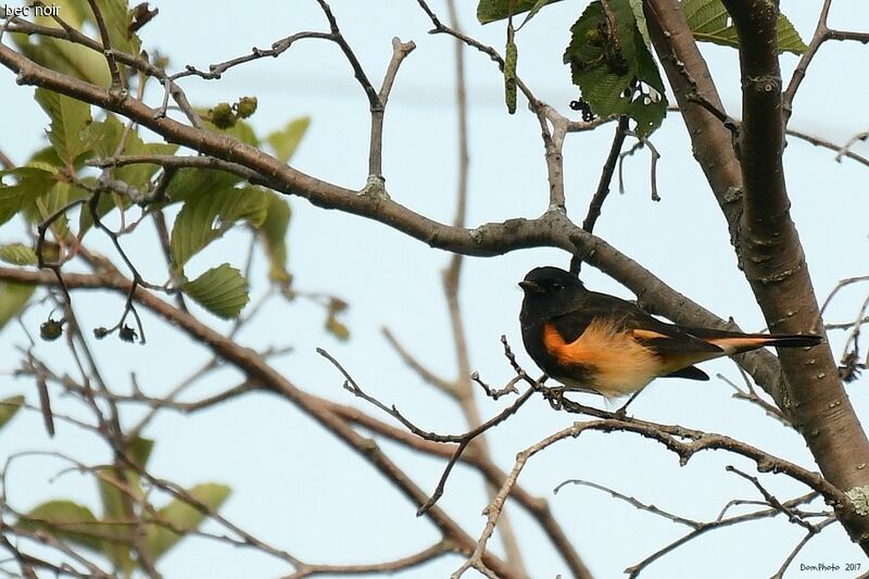 American Redstart male