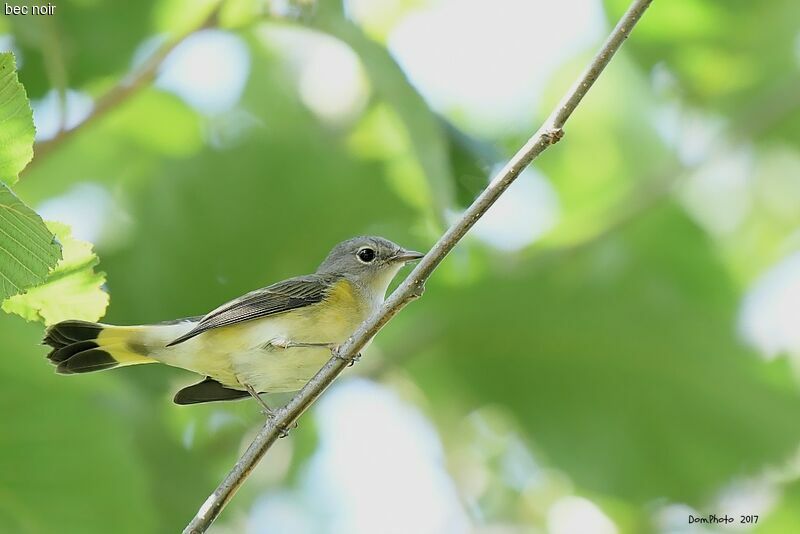 American Redstart