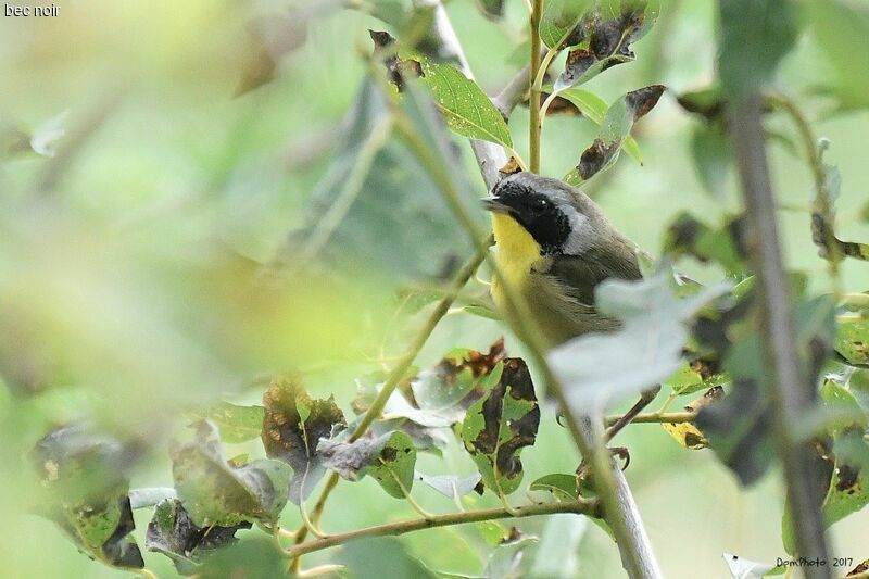 Common Yellowthroat male