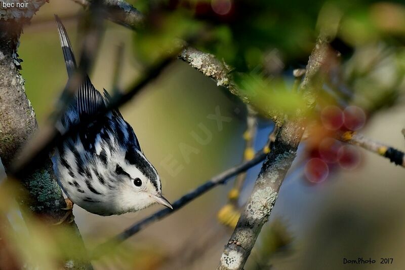 Paruline noir et blanc